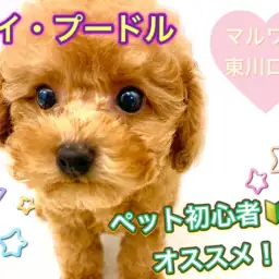 【 トイ・プードル 】初心者におすすめ!ドワーフ体型・良血統のプレミア付き!