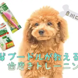 【 子犬＆子猫の歯磨きトレーニング 】東川口店流！歯磨きの練習の仕方をご紹介！