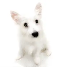 ウェストハイランドホワイトテリア