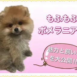 【 ポメラニアン 】みんなのアイドル間違いなし!その魅力と飼い方を大公開!