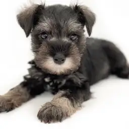 ミニチュア・シュナウザー