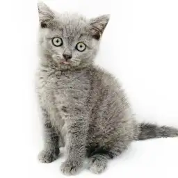 ブリティッシュショートヘア