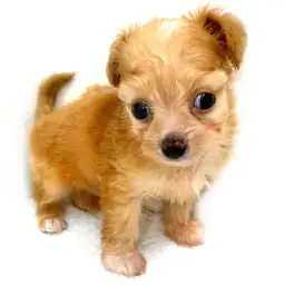 MIX（チワワ×トイプードル）