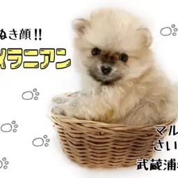 【 ポメラニアン 】究極のたぬきポメ！小さな子犬との暮らしもご紹介！！