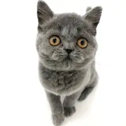 ブリティッシュショートヘア