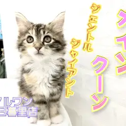 【 メインクーン 】ジェントルウーマンの内に秘める可能性は無限大!?