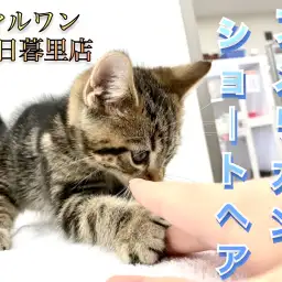 【 アメリカンショートヘア 】不動の人気を誇る甘えん坊にゃんこ!