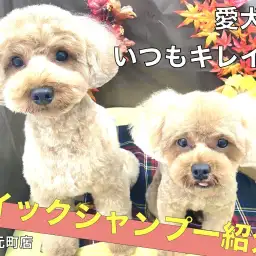 【 元町トリミング 】愛犬には常にキレイでいて欲しい。わんちゃんの飼主様必見!