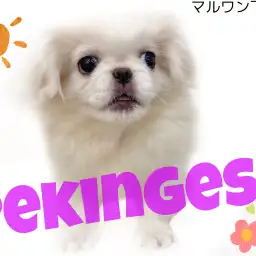 【 ペキニーズ 】鼻ぺちゃ好き集まれ!豊かな表情にも注目!