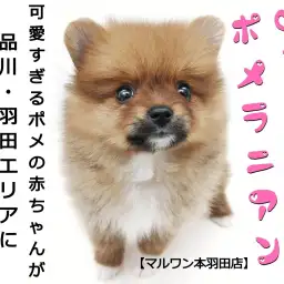 【 ポメラニアン 】品川・羽田エリアに舞い降りたミニポメが可愛すぎ!