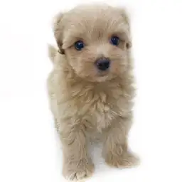 MIX（トイプードル×マルチーズ）