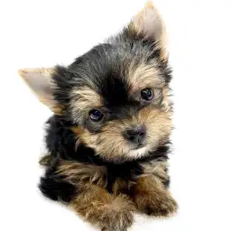 ヨークシャーテリア