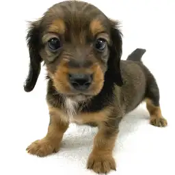 ミニチュア・ダックスフント