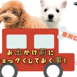 【 愛犬とおでかけ 】お出かけする前のチェック事項とドライブを楽しむためのコツ