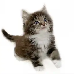 ノルウェージャンフォレストキャット