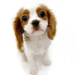 キャバリア・キングチャールズ・スパニエル