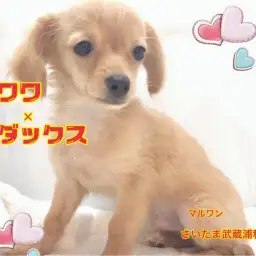 【 MIX・チワワ×ダックス 】2kg予想の小さいクリームのチワックスちゃん！