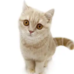 ブリティッシュショートヘア