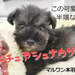 【 ミニチュアシュナウザー 】半端なく可愛いお顔を見逃すな!飼いやすさ抜群犬種!