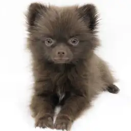 MIX（チワワ×ポメラニアン）