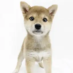 柴犬