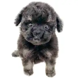 トイ・プードル