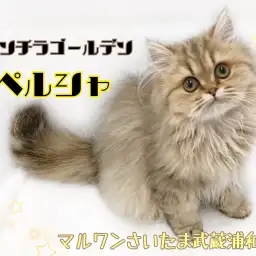 【 ペルシャ 】人気のチンチラゴールデン!飼いやすい3大ポイント!
