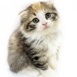 スコティッシュフォールド