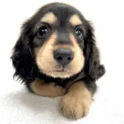 カニンヘン・ダックスフント