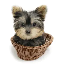 ヨークシャーテリア