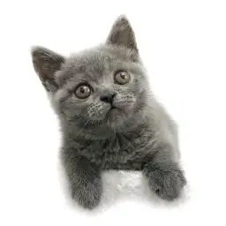 ブリティッシュショートヘア