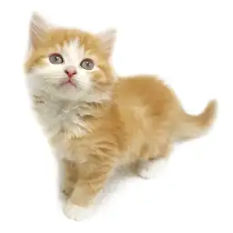 スコティッシュフォールド