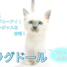 【 ラグドール 】ブルーアイとゴージャスな被毛!飼育ポイント3選紹介!