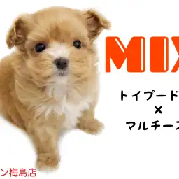 【 MIX犬 】小さめドワーフタイプのマルプーちゃん!その魅力をご紹介!
