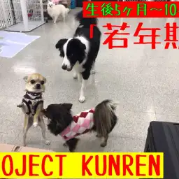 【 子犬のトレーニング 】月齢別のパピートレーニングPart2『5～10ヶ月齢』