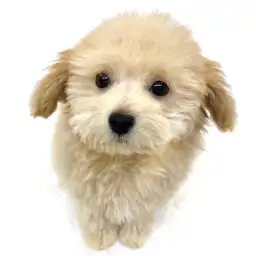 MIX（マルチーズ×トイプードル）