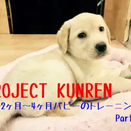 【 子犬のトレーニング 】月齢別のパピートレーニングpart1『2~4ヶ月齢』