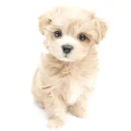 MIX（マルチーズ×トイプードル）