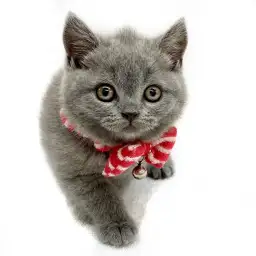 ブリティッシュショートヘア