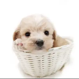 MIX（マルチーズ×トイプードル）