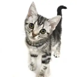 アメリカンショートヘア