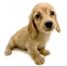 ミニチュア・ダックスフント