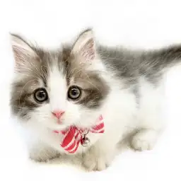 ノルウェージャンフォレストキャット