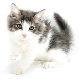 ノルウェージャンフォレストキャット