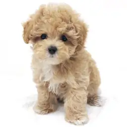 MIX（マルチーズ×トイプードル）