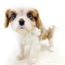 キャバリア・キングチャールズ・スパニエル