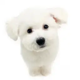 ビションフリーゼ