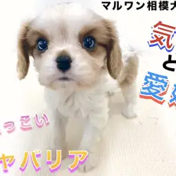 【 キャバリア 】人気のブレンハイム！優しい顔つきと性格で寄り添う室内犬のブログ