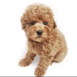 トイ・プードル