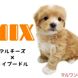 【 MIX犬 】ぬいぐるみ系わんこ!マルプーちゃんとの生活をご案内!